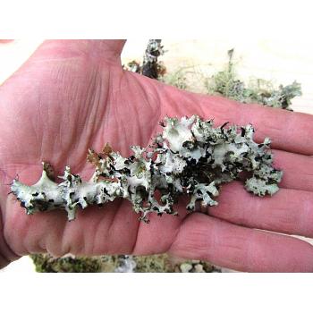 Mini Lichen Branches 1-Gallon Bag